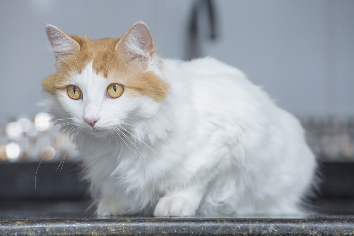 Turecká Van, foto: Shutterstock