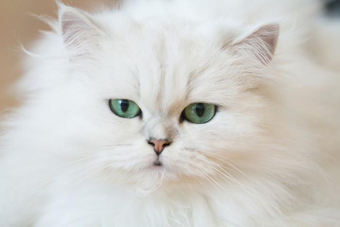 Perská kočka, foto: Shutterstock