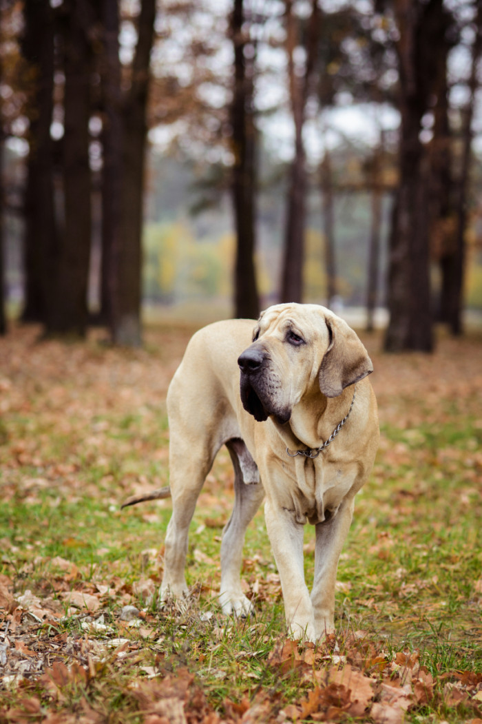 Brazilská fila, foto: Shutterstock