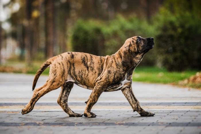 Pro fily je typický tzv. mimochod, kdy se vpřed posouvají vždy obě levé nebo obě pravé končetiny. Na snímku štěně. Foto: Shutterstock