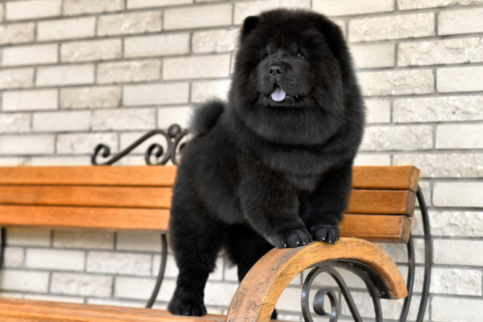 Čau čau, foto: Shutterstock