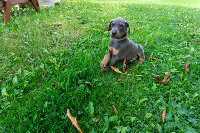 Americký Kennel Club (AKC) povoluje i zbarvení modré či izabela. Foto: Shutterstock