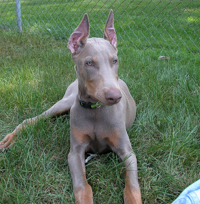 Americký Kennel Club (AKC) povoluje i zbarvení modré či izabela. Snímek pochází z USA, kde je povoleno kupírování uší. V ČR jde o nelegální úpravu zevnějšku psa. Foto: Shutterstock