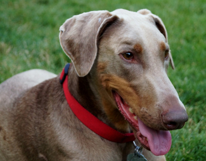 Americký Kennel Club (AKC) povoluje i zbarvení modré či izabela. Foto: Shutterstock