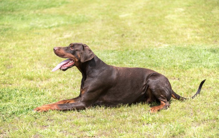 Hnědé zbarvení je méně časté, avšak uznávané všemi významnými chovatelskými organizacemi. Foto: Shutterstock