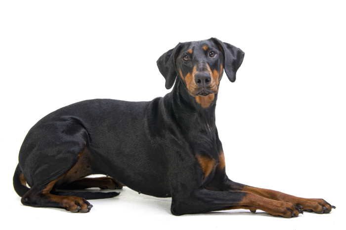 Dobrman, foto: Shutterstock
