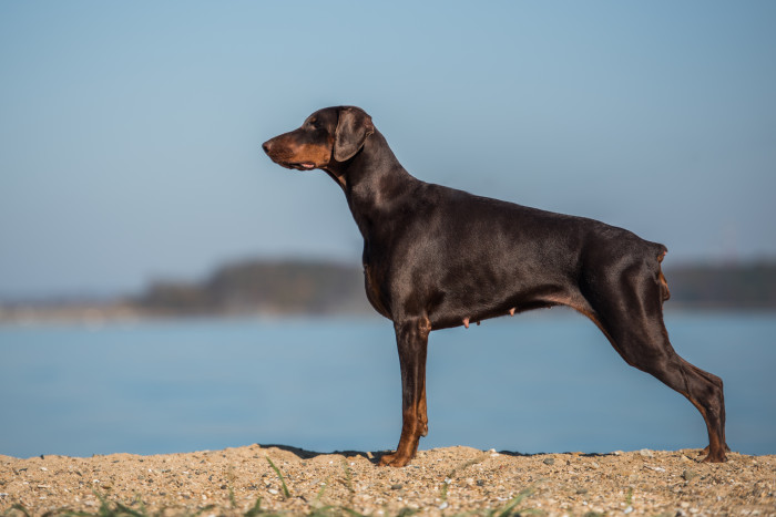 Dobrman, foto: Shutterstock