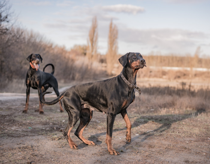 Dobrmani, foto: Shutterstock