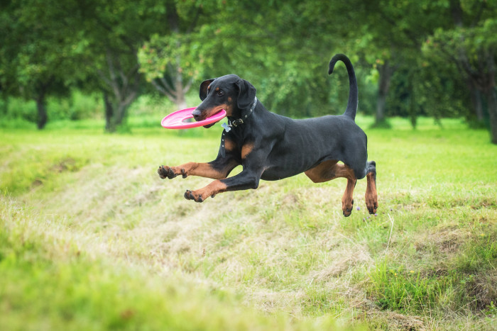 Dobrman, foto: Shutterstock