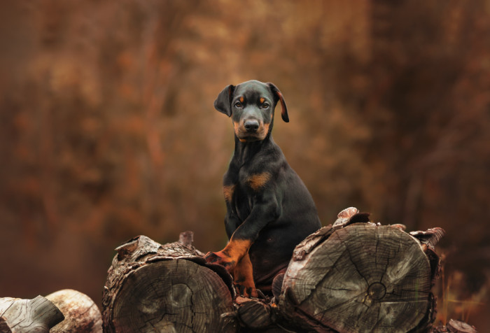 Dobrman, foto: Shutterstock