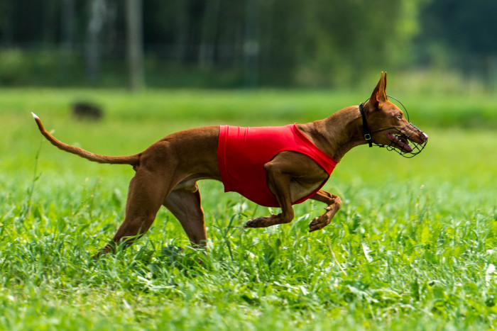 Faraonský chrt (Faraonský pes), foto: Shutterstock