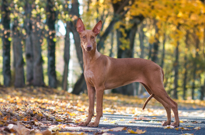 Faraonský chrt (Faraonský pes), foto: Shutterstock