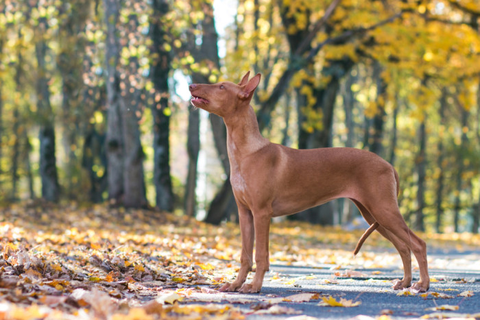 Faraonský chrt (Faraonský pes), foto: Shutterstock