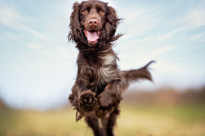 Field španěl, foto: Shutterstock