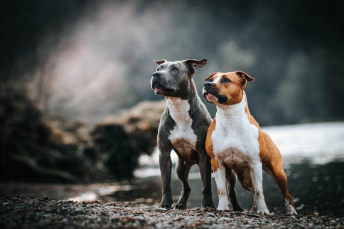 Americký stafordšírský teriér, foto: Shutterstock