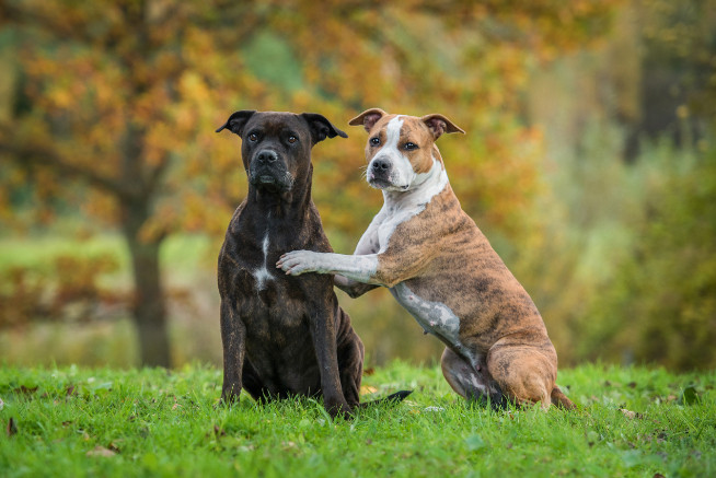 Americký stafordšírský teriér, foto: Shutterstock