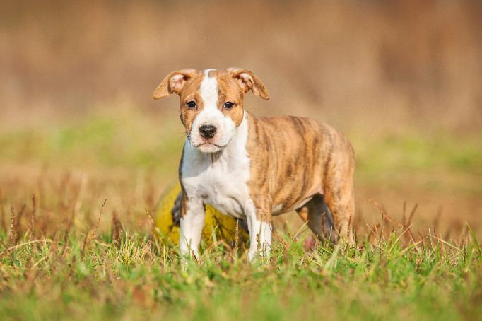 Americký stafordšírský teriér - štěně, foto: Shutterstock