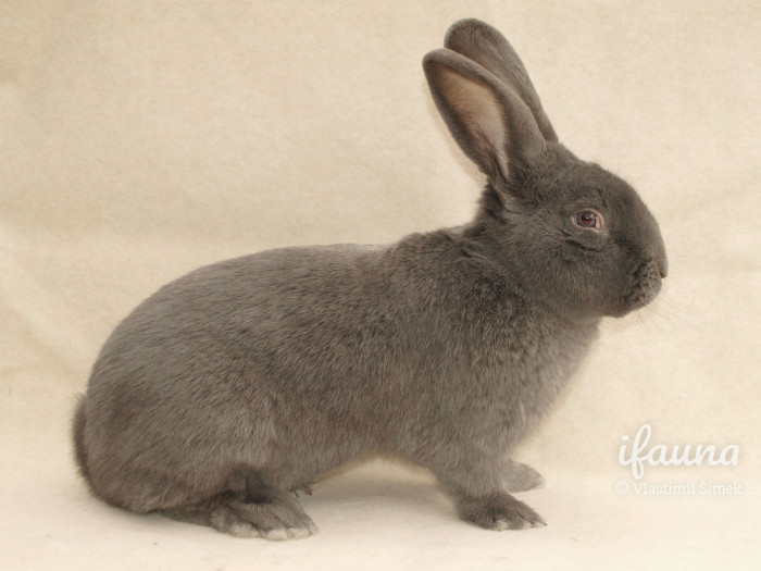 Moravský modrý - chovatelka Mgr. Ivana Kvapilová