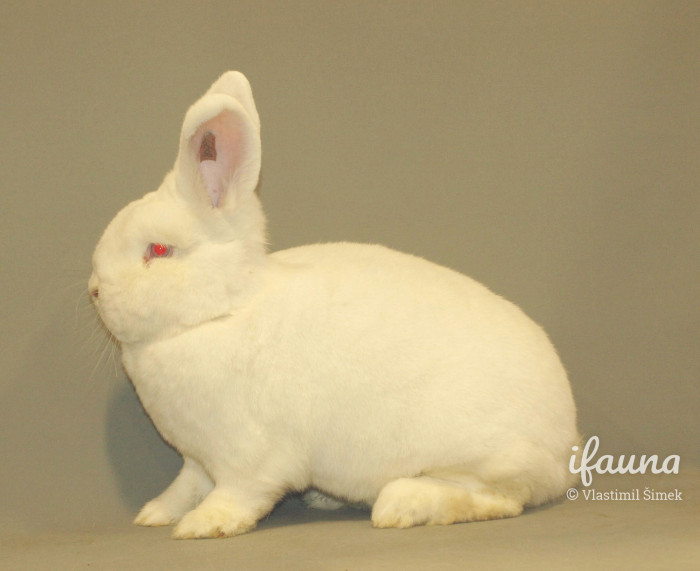 Novozélandský bílý 0,1 96,5 Intekanin Šampion 2017 z chovu Ing. J. Dobrovolného