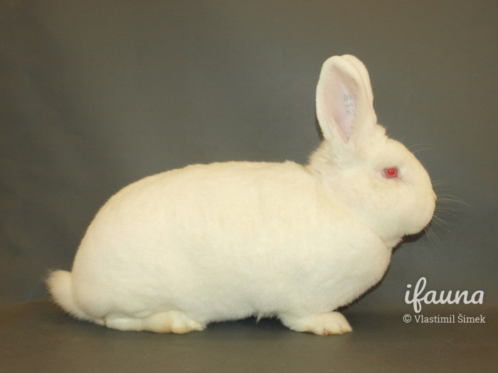 Novozélandský bílý 0,1 z výstavy Moravia Brno oc. 96,0 b. z chovu Pavla Bučka (2018)