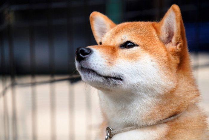 Hokkaido ken, foto: Shutterstock