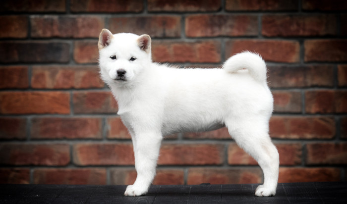 Hokkaido ken, foto: Shutterstock