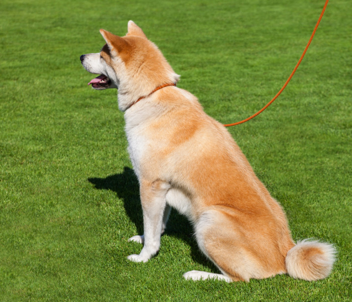 Hokkaido ken, foto: Shutterstock
