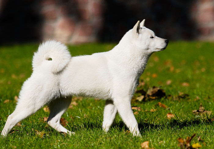 Hokkaido ken, foto: Shutterstock