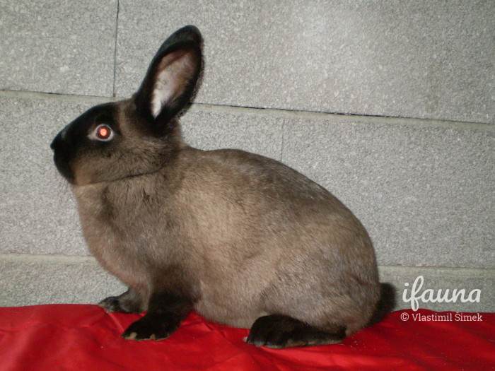 Kuní velký hnědý z chovu Miroslava Hradila, výstava Přerov 2009