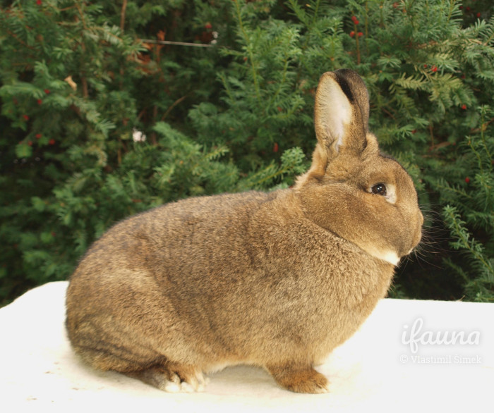 Vídeňský šedý 1,0 ze speciální výstavy Úvaly 2013