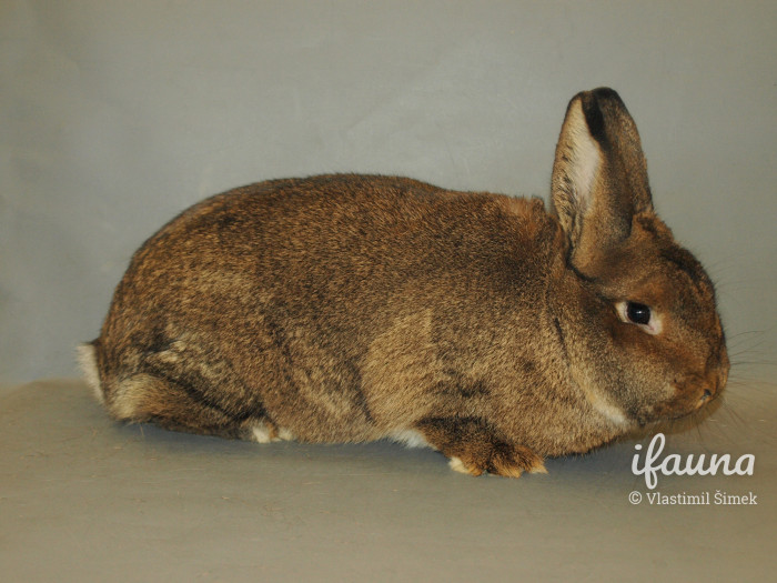 Vídeňský šedý 0,1 z výstavy Moravia Brno, 2018, chovatel Antonín Stehlík