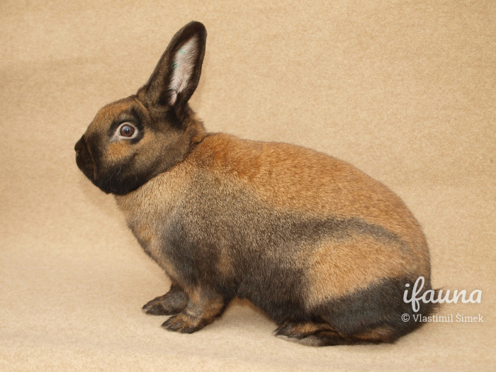 Durynský z krajské výstavy Hodonín 2011