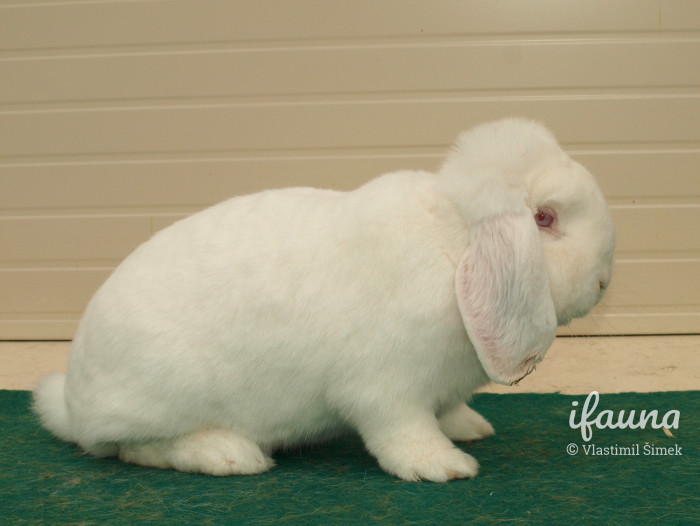 Malý beran bílý červenooký 0,1 oc. 96,0 b. Šampion ČR, CV Lysá n. Labem 2013, chovatel Milan Vokel