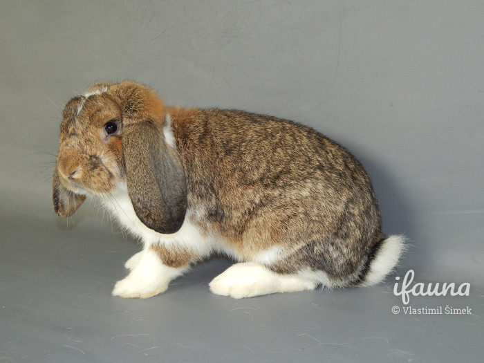 Malý beran strakáč divoce zbarvený 96,0 b. Šampion ČR 2018, z chovu Miroslava Procházky