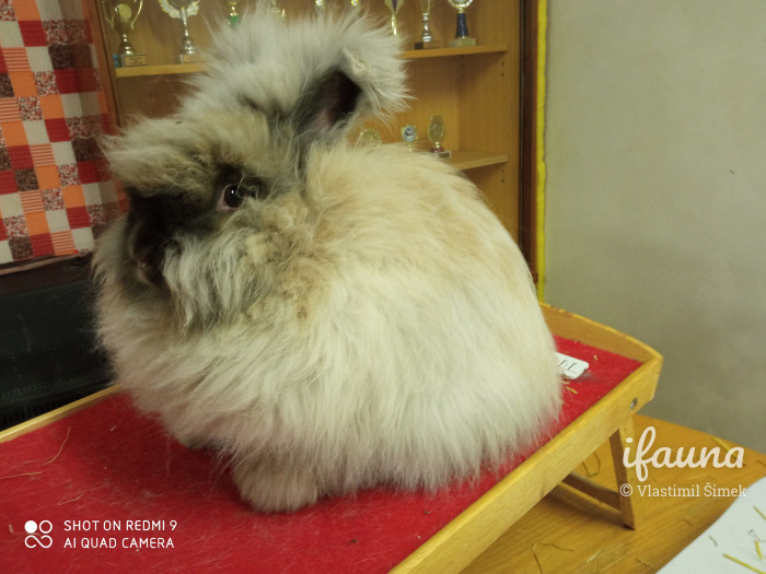 Angora durynská 0,1 96,0 b. z chovu Ing. Jany Jiráskové (2020)
