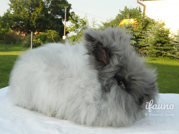 Angora modrá z chovu Jany Závadové (2019)