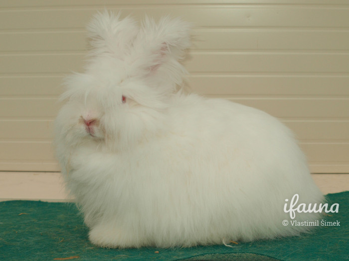 Angora bílá červenooká 0,1 95,5 b., pohár, CV Lysá n. L. 2013, chovatel Jaroslav Šťastný
