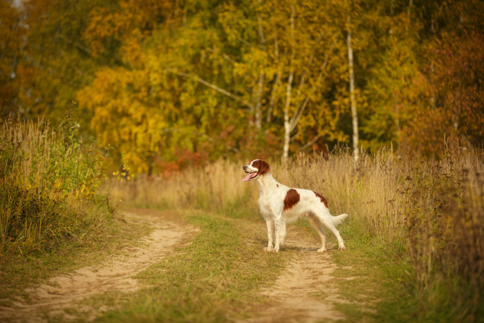 Irský červenobílý setr, foto: Shutterstock