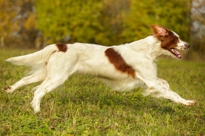 Irský červenobílý setr, foto: Shutterstock