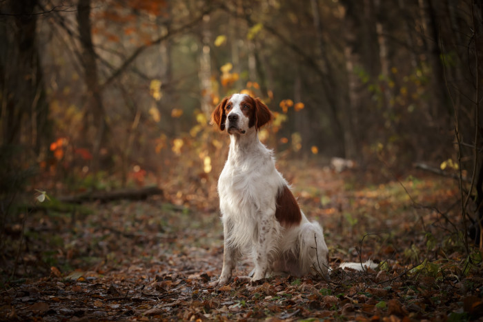 Irský červenobílý setr, foto: Shutterstock