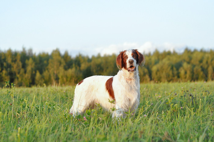 Irský červenobílý setr, foto: Shutterstock