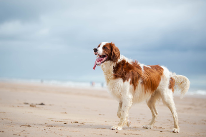 Irský červenobílý setr, foto: Shutterstock