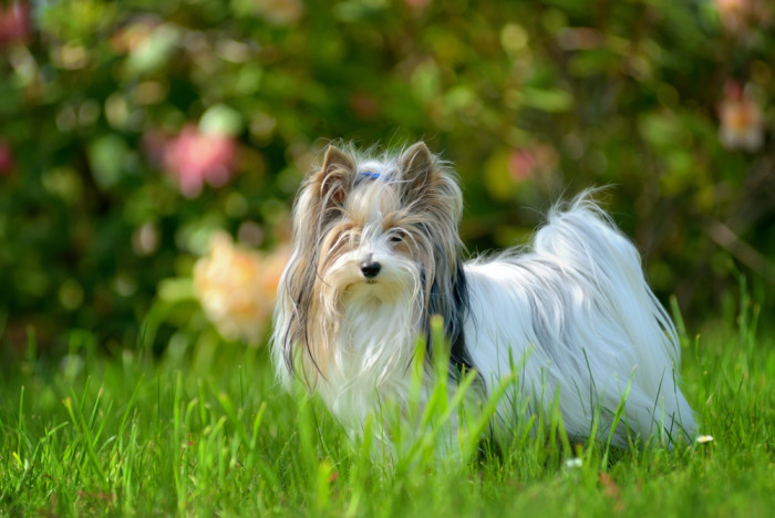 Biewer teriér, foBiewer teriér, foto: Shutterstockto: Shutterstock