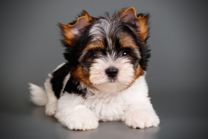 Biewer teriér- štěně, foto: Shutterstock