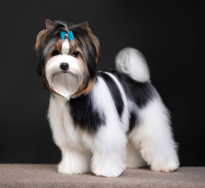 Biewer teriér, foto: Shutterstock
