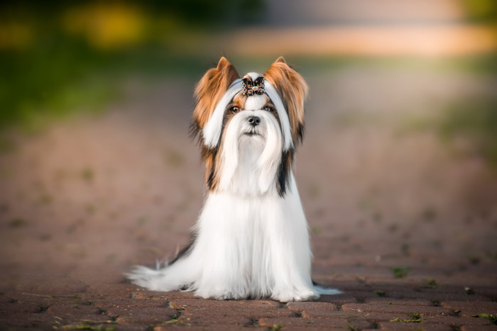 Biewer teriér, foto: Shutterstock