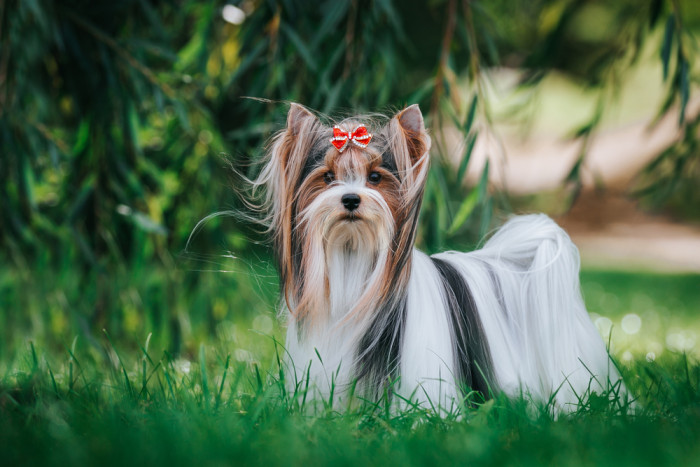 Biewer teriér, foto: Shutterstock