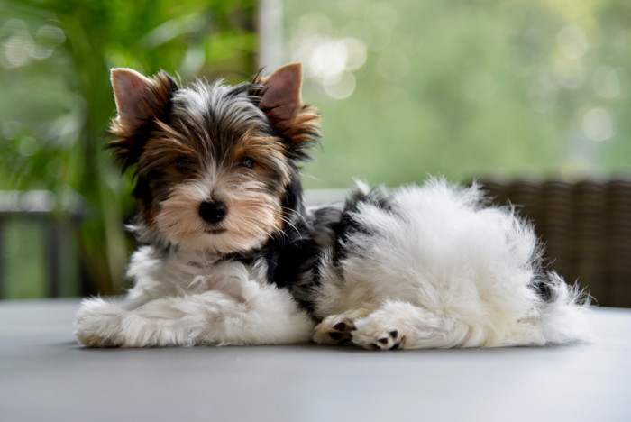 Biewer teriér- štěně, foto: Shutterstock