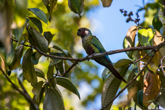 Pyrura šedoprsý, foto: Shutterstock