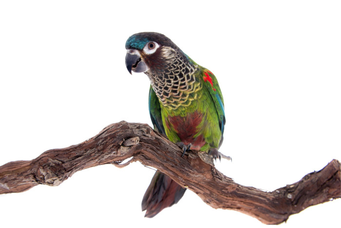 Pyrura modročelý, foto: Shutterstock